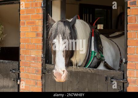 canel brun et blanc bateau tirant le cheval seulement tête visible hors de la boîte d'écuries en bois, animal de travail Banque D'Images