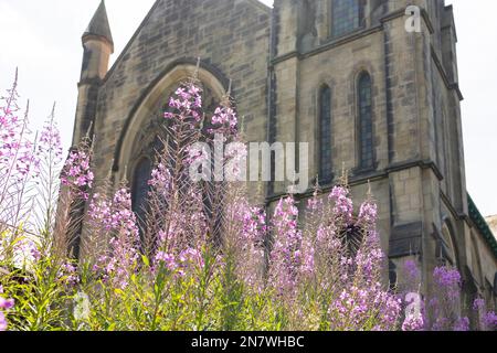 rose rose baie saule fleurs d'herbes en face d'une église gothique, foyer sélectif, éclat de lentille Banque D'Images