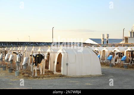 De jolis petits veaux près de leurs hutches à la ferme. Élevage Banque D'Images