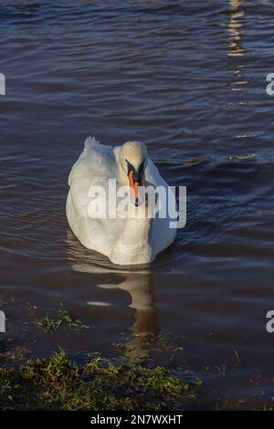 Cygne adulte à col courbé Banque D'Images