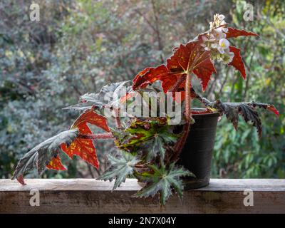 Vue de la begonia heracleifolia aka star Leaf begonia avec des feuilles vertes et rouges bordeaux isolées à l'extérieur sur fond naturel lumineux Banque D'Images