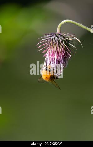 L'abeille furry se nourrissant de la fleur de chardon Banque D'Images