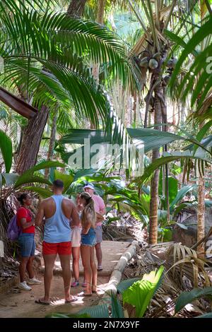 Guide d'enseignement aux touristes à la Vallée de Mai sur Coco de Mer, Ile de Praslin, Seychelles Banque D'Images