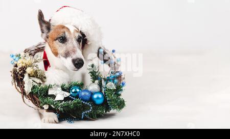 (1) chien portant un chapeau avec décoration de noël Banque D'Images