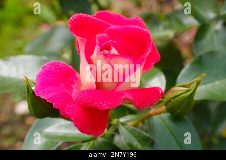 Floribunda Rose (Rosa), Home Melody, Rhénanie-du-Nord-Westphalie, Allemagne Banque D'Images