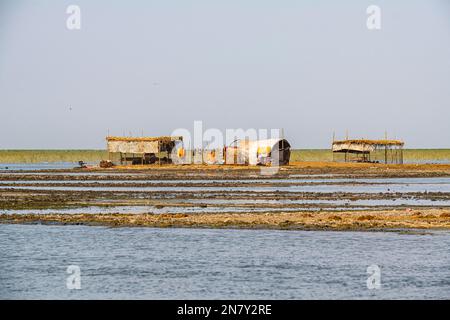 Maison Reed des Arabes des marais, marais mésopotamiens, Ahwar du sud de l'Irak, site de l'UNESCO, Irak Banque D'Images