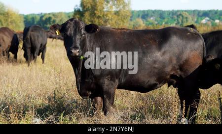 gros plan, dans la prairie, à la ferme, grand pedigree noir, élevage de vaches, les taureaux bissent. été chaud jour. Bétail pour la production de viande dans les pâturages. sélection de vaches, taureaux. Photo de haute qualité Banque D'Images