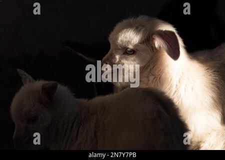 Adorable bébé Goat enfants en action, Lazy Baby Goat entouré de frères et sœurs joueurs Banque D'Images