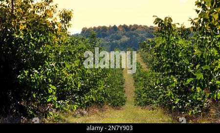 ferme, champs de plantations de noix. des rangées de noyers sains dans une plantation rurale avec des noix mûrisantes sur des arbres par temps ensoleillé. Photo de haute qualité Banque D'Images