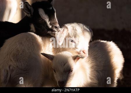 Adorable bébé chèvre câlin dans un Sweet Stack Banque D'Images