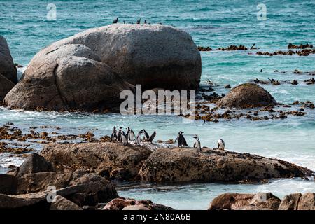 Les pingouins africains sur les rochers de la plage de Boulders, près du Cap Banque D'Images