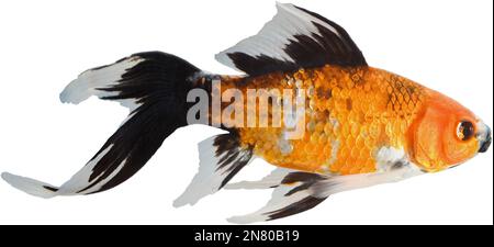 Poissons d'animaux dorés et noirs isolés sur fond blanc Banque D'Images