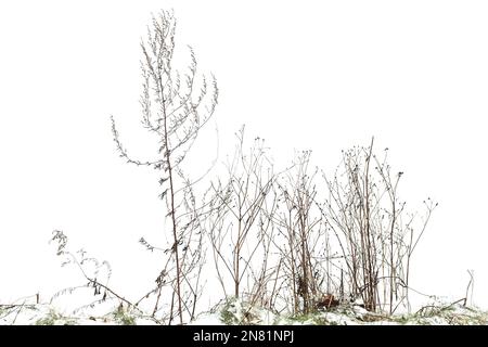 Pinceau sec et herbe isolés sur fond blanc, photo d'hiver Banque D'Images