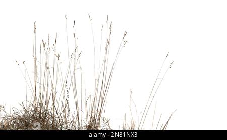 Roseau et herbe côtières sèches isolées sur fond blanc et naturel de photo d'hiver Banque D'Images