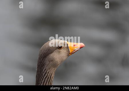 Plan de tête de Grey Lag Goose Banque D'Images