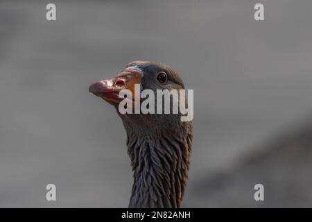 Bec et portrait de Grey Lag Goose Banque D'Images