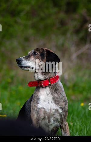 Chien de la vieille femme se détendant sur la prairie pendant la journée ensoleillée de printemps Banque D'Images