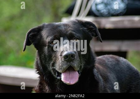 Chien noir errant posant avec le sourire à l'appareil photo Banque D'Images