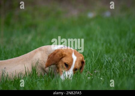 Chien pensif couché sur la prairie Banque D'Images