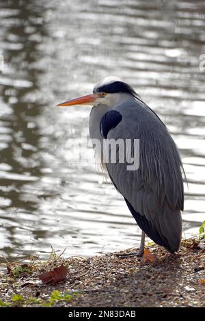 Gray Heron (Ardea cinerea) à St James's Park, Londres, Royaume-Uni. Janvier Banque D'Images