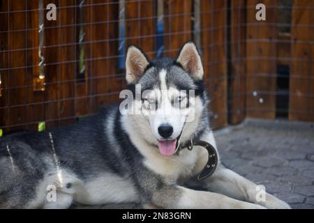 husky sibérien. Chien regardant l'appareil photo. Banque D'Images