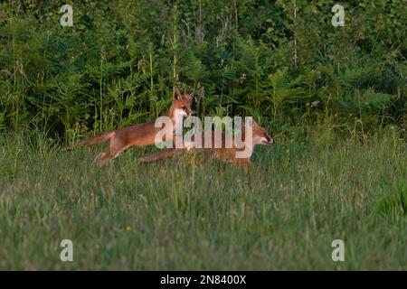 Deux kits de jeunes renards rouges au jeu-Vulpes vulpes en jeu. Banque D'Images