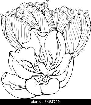 Bouquet de trois tulipes art de ligne Illustration de Vecteur
