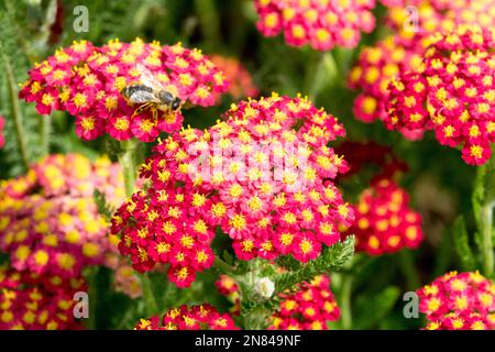 Fleur de Yarrow, Achillea Desert Eve Red, abeille, plante de jardin florissante, abeille européenne sur la fleur de yarrow Banque D'Images