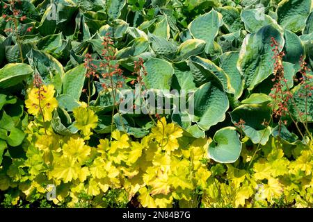 Hosta Heuchera Leaves Coral Bells Hosta 'Pizzazz' Heuchera 'Beauty Leaves Queen' Vert jaune contraste bordure jardin lit plantes vivaces printemps Banque D'Images