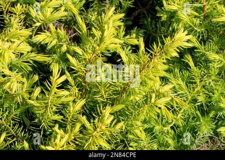 Juniperus rigida, Juniperus « All Gold », Juniperus conforta, jaune, aiguilles, Juniper, Branches Banque D'Images