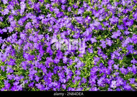 Lobelia annuelle, Lobelia pendula, Lobelia erinus, Bleu, fleurs, Lobelia erinus 'Riviera Marine Blue', Lobelia, Lobelia en fuite, rampant, en floraison Banque D'Images