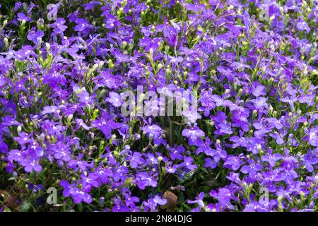 Lobelia annuelle, Lobelia pendula, Lobelia erinus, Bleu, fleurs, Lobelia erinus 'Riviera Marine Blue', Lobelia, Lobelia en fuite, rampant, en floraison Banque D'Images