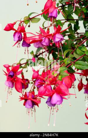 Fleurs, fuchsia, rouge, violet, fleur, Fleurs Banque D'Images