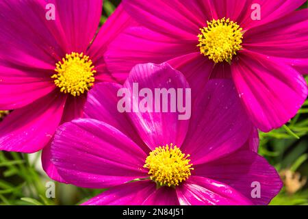 Fleur, Cosmos 'Cosmini Carmine', Violet, Cosmos, fleurs, COSMOS bipinnatus, Common Cosmos, Garden cosmos, jaune, couleur magenta du détail central Banque D'Images