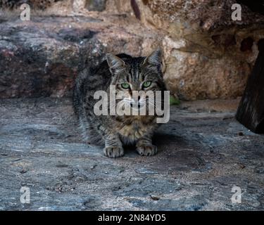 Vue rapprochée d'un chat tabby gras reposant sur un sol en pierre Banque D'Images