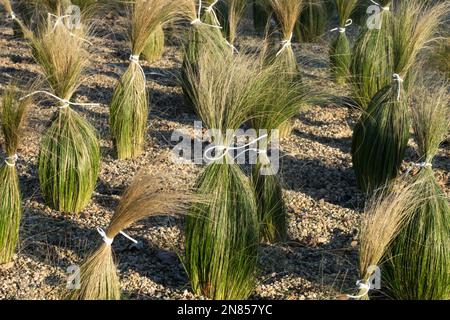 Les herbes attachées protègent les plantes de l'hiver à venir Stipa tenuissima Pony Tails Nassella Ponytail Ponytail Ponytail Banque D'Images