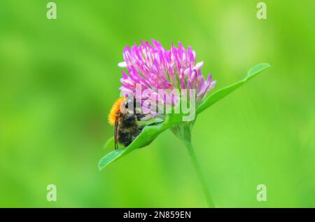 Un bourdon shaggy est placé sur une fleur de trèfle rose en gros plan sur un fond vert flou Banque D'Images