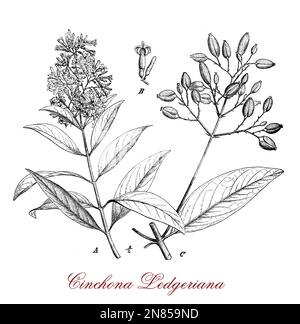 Plantes médicinales Chincona source pour la quinine indigènes de la forêt Andine, a en face de feuilles lancéolées, les fleurs sont petites et le fruit est une capsule de graines. Banque D'Images