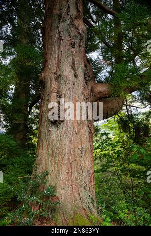 Vieux cèdre rouge japonais dans les jardins de Plas Tan-y-Bwlch près de Maentworg, au nord du pays de Galles. Banque D'Images