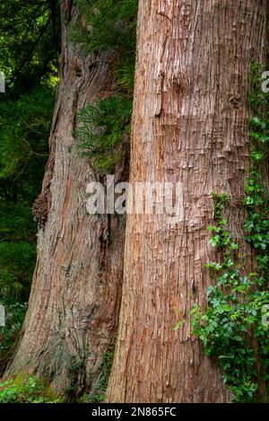 Vieux cèdre rouge japonais dans les jardins de Plas Tan-y-Bwlch près de Maentworg, au nord du pays de Galles. Banque D'Images