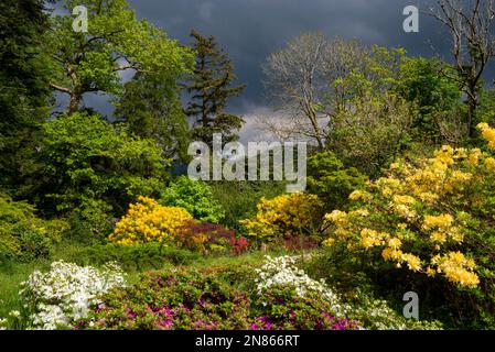 Couleur printanière dans les arbres et les arbustes des jardins de Plas Tan-y-Bwlch près de Maentworg, Snowdonia, au nord du pays de Galles Banque D'Images