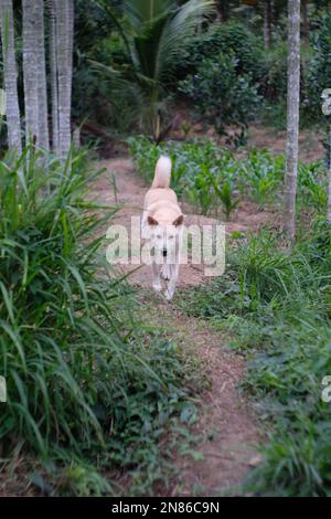 Un cliché vertical d'un chien de dingo (Canis familiaris) dans un jardin sur fond flou Banque D'Images