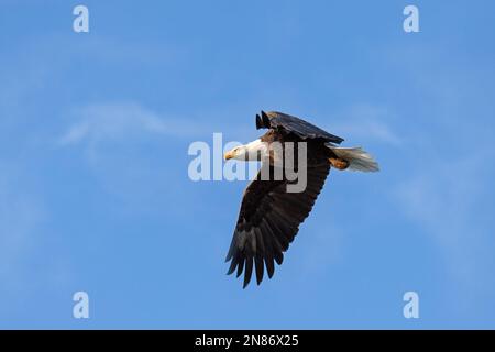Des ailes qui flottent, un aigle à tête blanche s'élève à travers le ciel bleu Banque D'Images