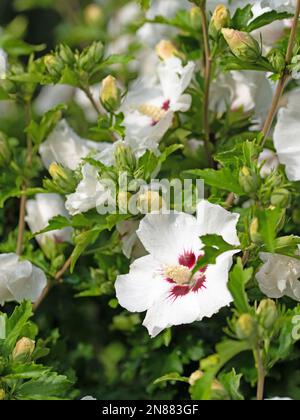 Hibiscus en fleurs blanches dans le jardin Banque D'Images