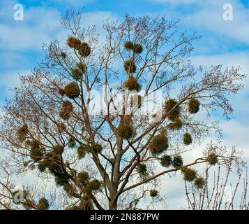 viscum sur l'arbre au printemps Banque D'Images