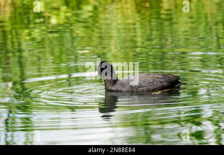 Coot (Fulica atra) poussin sur le lac, faune irlandaise, Banque D'Images