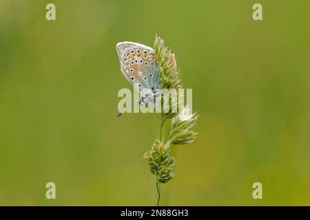 Papillon bleu commun sur la tête de semence d'herbe Banque D'Images