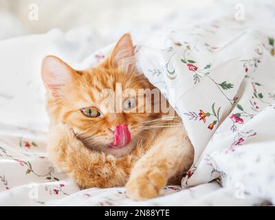 Chat de gingembre mignon allongé dans le lit sous la couverture. Un animal de compagnie doux et drôle. Un arrière-plan chaleureux Banque D'Images
