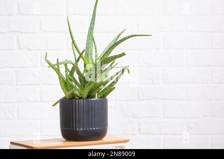 L'aloès Vera est une plante médicinale utile à l'intérieur sur le mur de brique de whtite. Plantes de maison en pot, décoration verte, soin et culture Banque D'Images