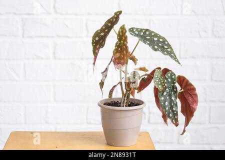 Maison plante en pot begonia maculata polka dot feuilles décoratives décidues à l'intérieur sur la table de la maison. Passe-temps en pleine croissance, greenhome Banque D'Images